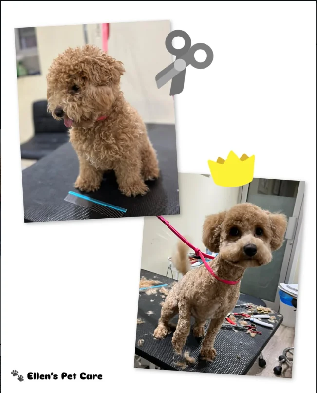Before and after photos of a small dog groomed by Ellen